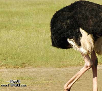 PS合成搞怪的鴕鳥腿賽馬教程